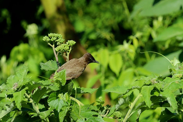 From Nairobi: Ondiri Wetland Guided Walking Tour