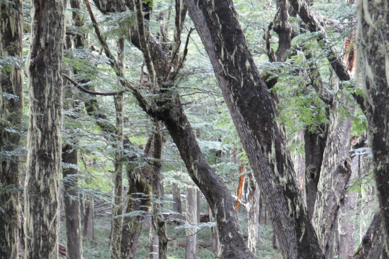 San Martín de los Andes: a 4x4 guided tour to the Mallin