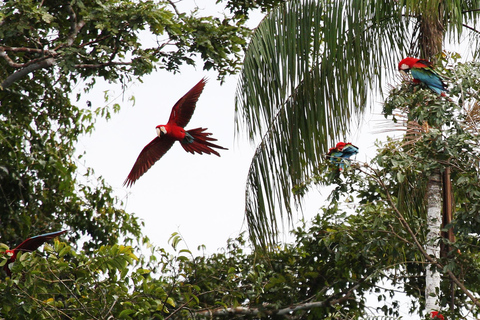 JOURNÉE COMPLÈTE|| Le sanctuaire des aras à Tambopata