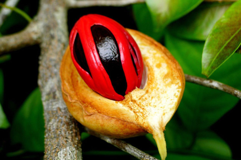 Excursão de aula de culinária em Zanzibar, excursão de especiarias, excursão à ilha da prisão