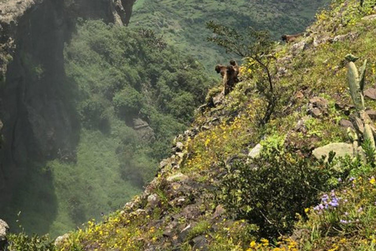 Day Tour Addis To Debrelibanos Scenic Waterfalls wild life