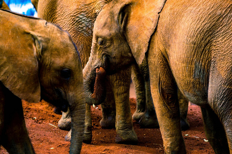 Nairobi: Nationalpark, elefantbarnhem och giraffcenter