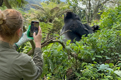 1 giorno di trekking con i gorilla e il centro di ricerca di Karisoke, Volcanoes NP