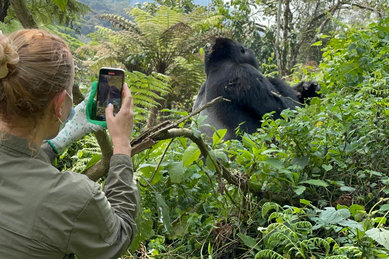 1 giorno di trekking con i gorilla e il centro di ricerca di Karisoke, Volcanoes NP