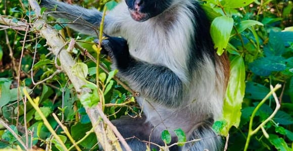 Zanzibar: Stone Town, Jozani Forest & Sea Turtle Sanctuary