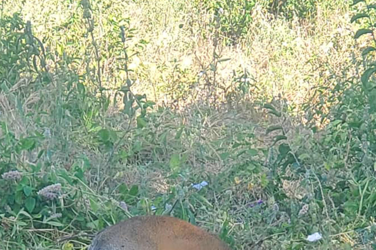 Viagem de 1 dia para a cratera de NgorongoroViagem de 1 dia à Cratera de Ngorongoro