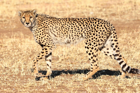 Tour privato di 3 giorni nel Serengeti e Ngorongoro con voloTour privato di 3 giorni nel Serengeti e Ngorongoro con volo incluso