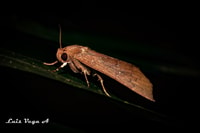Monteverde, Nocturnal Wonders Trip - Housity