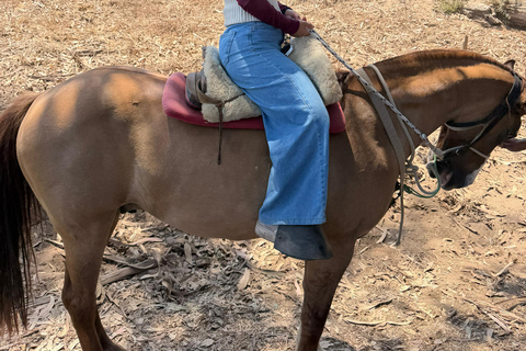 From Santiago: Papudo Lobos Island Boat & Horseback Ride