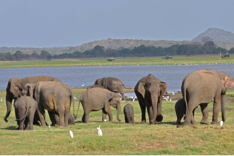 Depuis Dambulla : Safari d'une journée au parc national de Minneriya