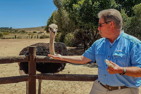 LE CAP : BALADE EN QUAD DANS L&#039;OSTRICH RANCH ET VISITE DES AUTRUCHESLe Cap : Balade en quad et visite d&#039;un ranch d&#039;autruches