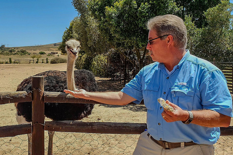 LE CAP : BALADE EN QUAD DANS L&#039;OSTRICH RANCH ET VISITE DES AUTRUCHESLe Cap : Balade en quad et visite d&#039;un ranch d&#039;autruches