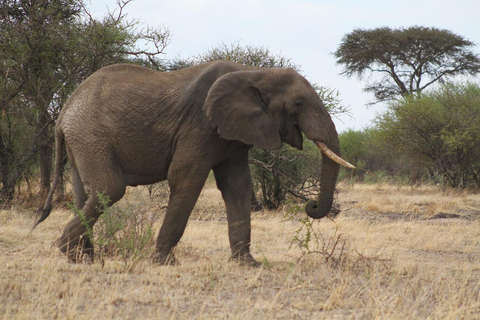 safari de 3 días por la migración del serengeti