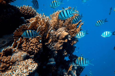 Deportes acuáticos Port Vila: Aventura de snorkel en el Triple ArrecifePort Vila: Aventura de snorkel en el Triple Arrecife