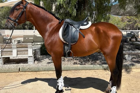 Alicante: Horseback Riding Lesson + Private Ride