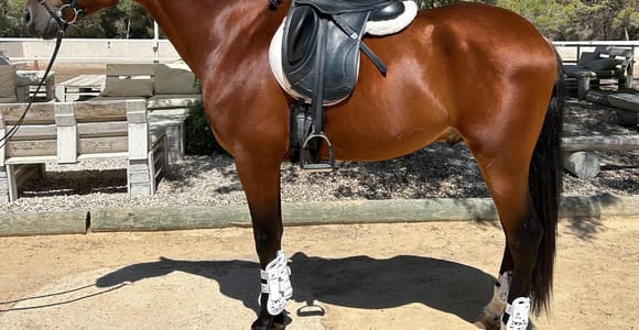 Alicante: Horseback Riding Lesson + Private Ride