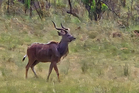 Pilanesberg full safari including lunch and transportation