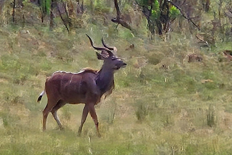 Pilanesberg full safari including lunch and transportation