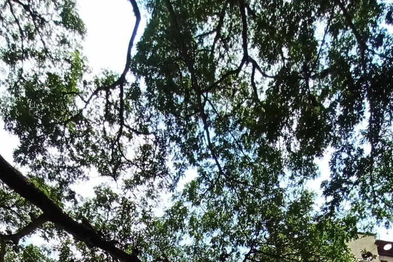 Walking Tour in Cali with Fruit Tasting and Salsa Discover Cali on Foot: Fruit, History, and Salsa