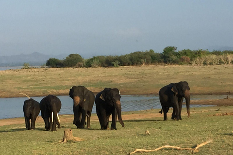 Safari dans le parc national de Minneriya avec jeep et billet d&#039;entrée