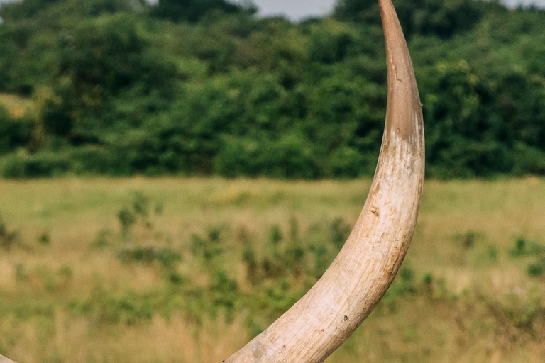From Kampala: 4-Day Queen Elizabeth & Lake Mburo Safari Tour