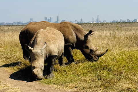 Nairobi Park Safari, Sheldrick's Orphanage & Giraffe Center Shared Drive in Open-Roof Van Game Drive