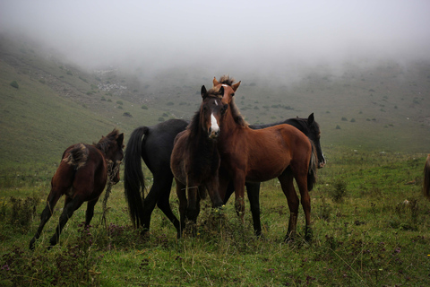 Dilijan National Park tours and off roading
