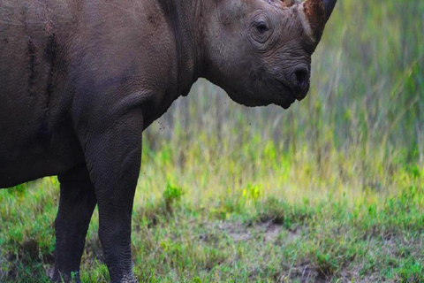 Nairobi National park