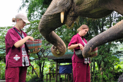 4 Experiences: Elephants, Sticky waterfalls, Market &amp; templeElephants: Sticky waterfalls: Local Market: Wat Banden