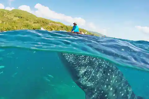 Cebu: Whale Shark Encounter and Kawasan Canyoneering