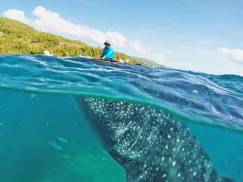 Cebu: Whale Shark Encounter and Kawasan Canyoneering