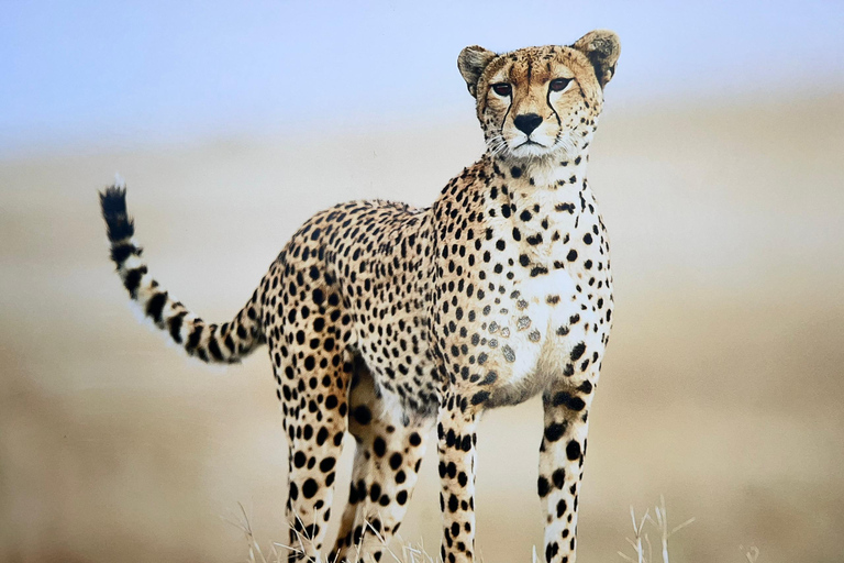 Zanzibar: 5-Day Serengeti and Ngorongoro Crater Safari