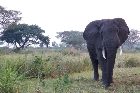 Uganda: 10-dagars safariäventyr från Entebbe