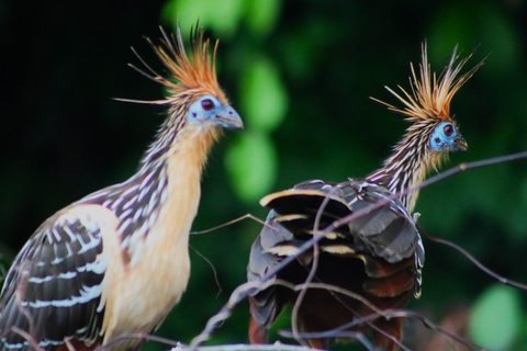 Puerto Maldonado: Sloth search by boat, visit to the rivers