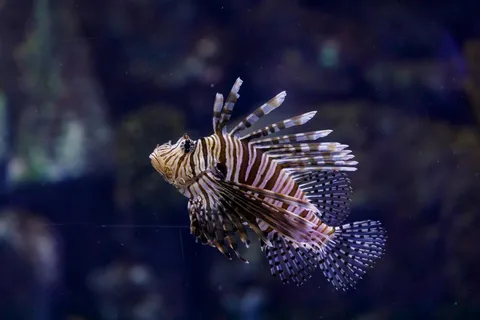 Toegangsticket Atlantis Aquarium