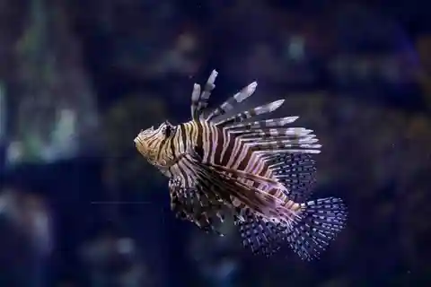Inngangsbillett til Atlantis Aquarium