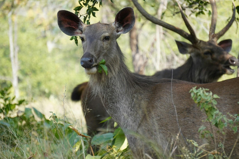 From Delhi: 4-Day Khajuraho Temples & Panna Tiger Safari