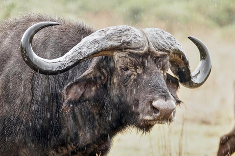 Makuyuni 野生动物园：亲密步行观光和游猎