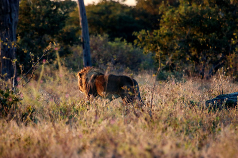 Excursión en coche por el Parque Nacional de Chobe