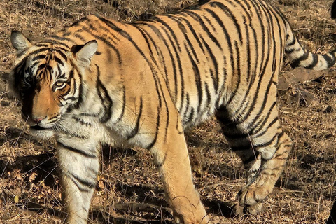8-Day Golden Triangle Tour With Ranthambore & Jhalana Safari Tour With 3-Star Hotel Recommendation