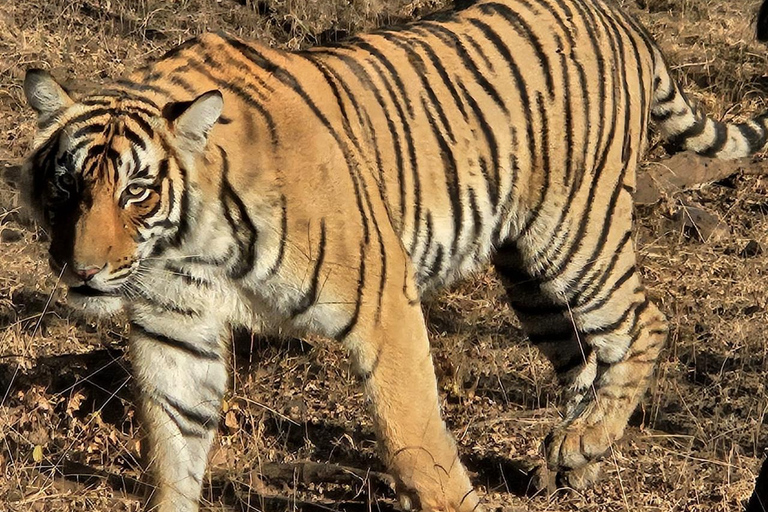 8-Day Golden Triangle Tour With Ranthambore & Jhalana Safari Tour With 3-Star Hotel Recommendation