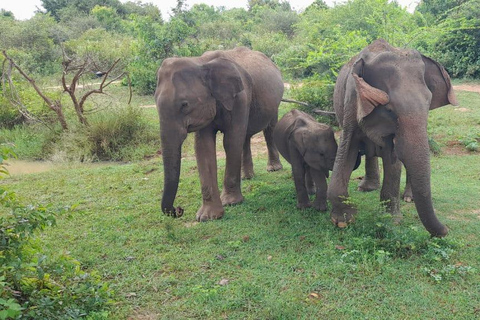 Safari em Yala com bumbum, com partida de Ella e chegada a Mirissa