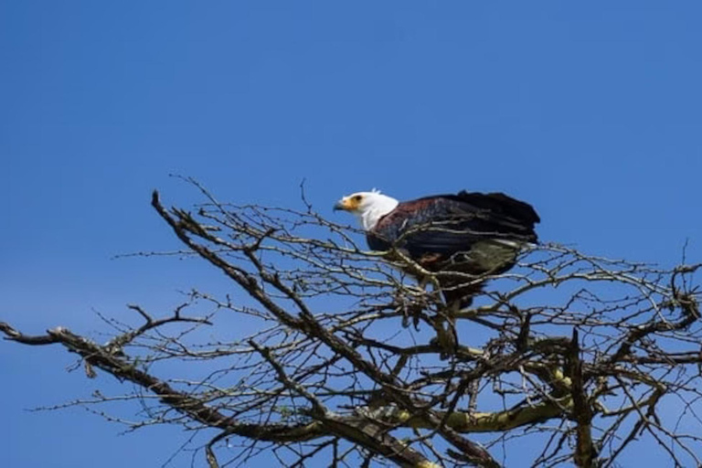 Nairobi: Hell’s Gate, Crescent Island, & Raptor Center Tour