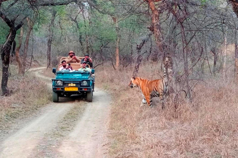 De Jaipur: tour de 2 dias e 1 noite pelo Ranthambore Tiger SafariExcursão com Safári em Ranthambore para 2 pessoas