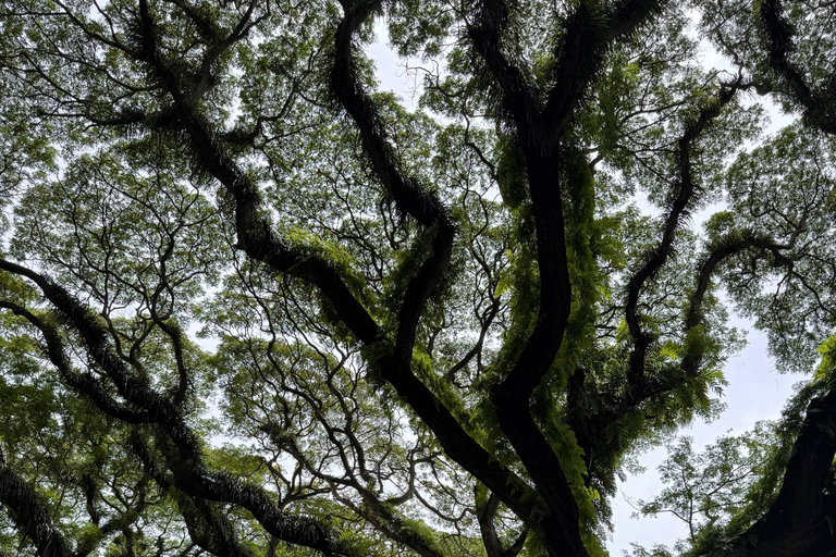 بانيووانجي: جولة في غابة دجاواتان ومتنزه بالوران الوطني
