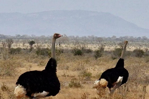 Mombasa/Diani: 2-Day Tsavo East Safari with Meals Private day tour to Tsavo East National Park - VAN