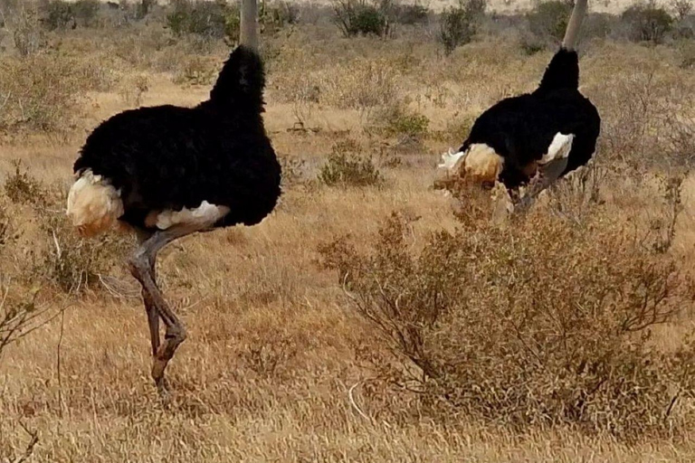 Mombasa/Diani: 2-Day Tsavo East Safari with Meals Private day tour to Tsavo East National Park - VAN
