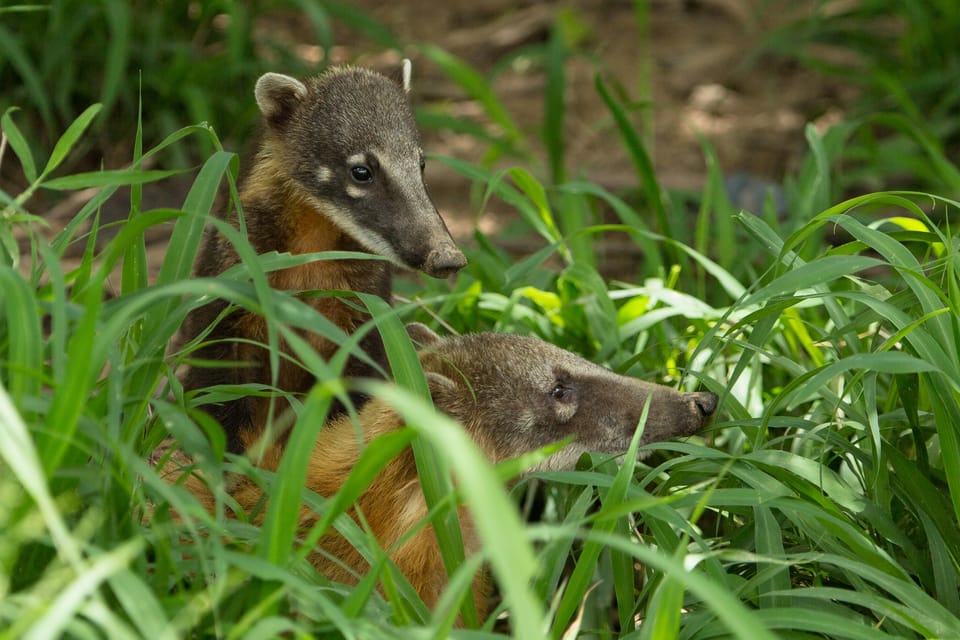 Wildlife rescue center and preservation park GetYourGuide