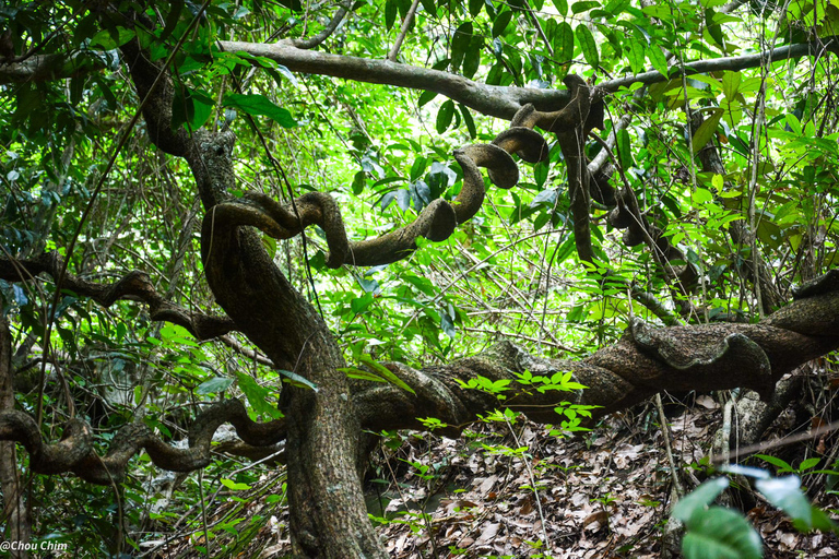 Siem Reap: Kulen Waterfall by Private Tour