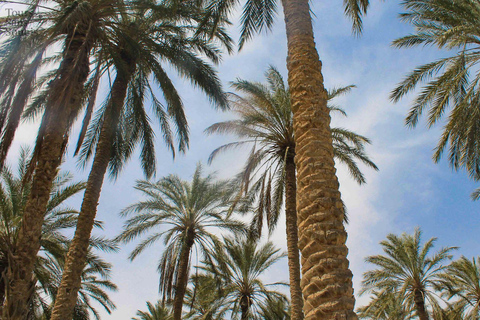 From Djerba: Oasis, Sunset in the Desert Dunes & Dinner in a 4x4 From Djerba: Oasis, sunset in the desert dunes & dinner in a 4x4